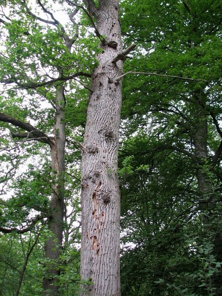 2010 05  Myco avec l' ANY 05